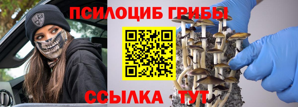 Галлюциногенные грибы Psilocybine cubensis Кемерово